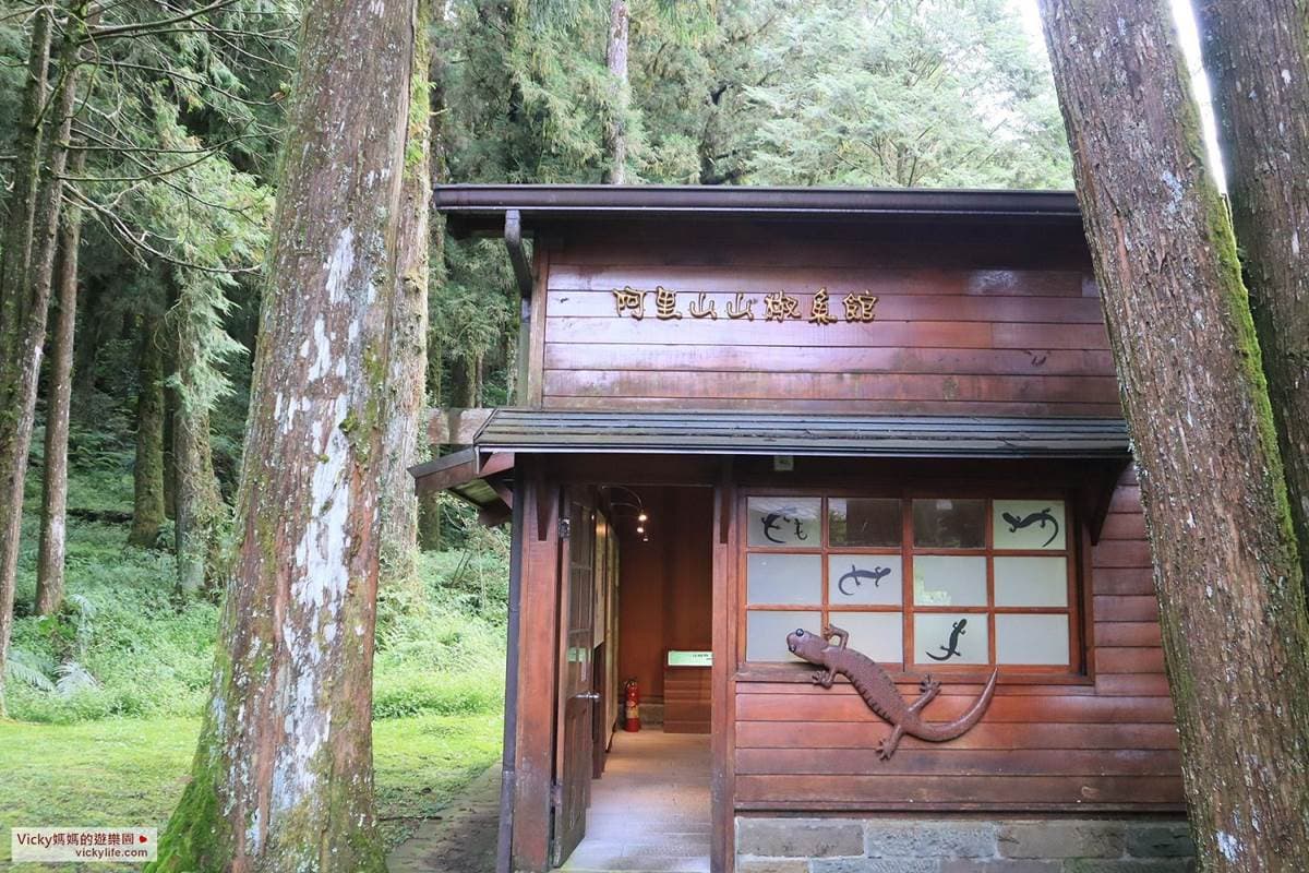 阿里山親子遊提案!搭火車看日出美景,沿途逛山椒魚館、森林天空步道 阿里山親子遊提案!搭火車看日出美景,沿途逛山椒魚館、森林天空步道