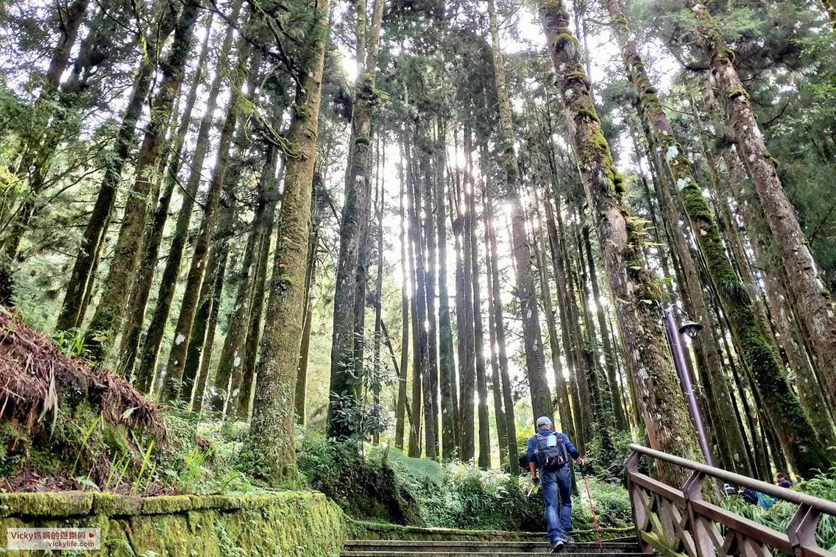 阿里山親子遊提案!搭火車看日出美景,沿途逛山椒魚館、森林天空步道 阿里山親子遊提案!搭火車看日出美景,沿途逛山椒魚館、森林天空步道
