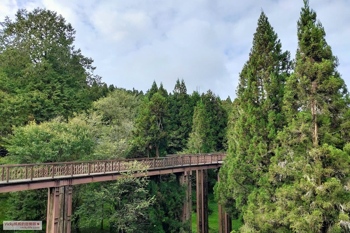 阿里山親子遊提案!搭火車看日出美景,沿途逛山椒魚館、森林天空步道 阿里山親子遊提案!搭火車看日出美景,沿途逛山椒魚館、森林天空步道