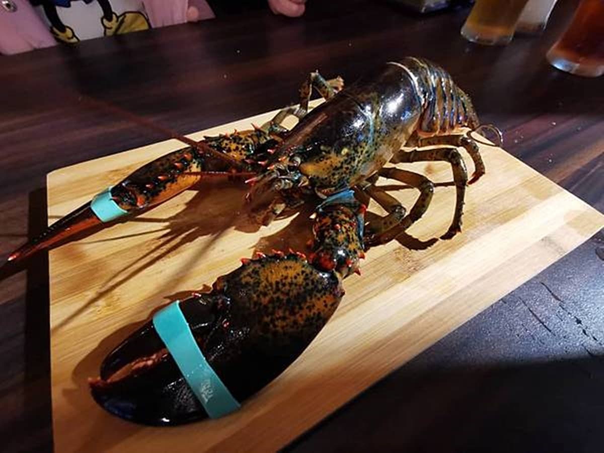 饕客衝台中囉！龍蝦兩吃只要888元，再嗑豬油拌飯、冷麵攪半熟蛋