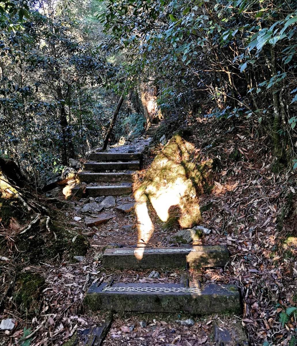 大雪山全攻略！櫻花、神木、天池美景一次包，還有機會偶遇山羌、藍腹鷴