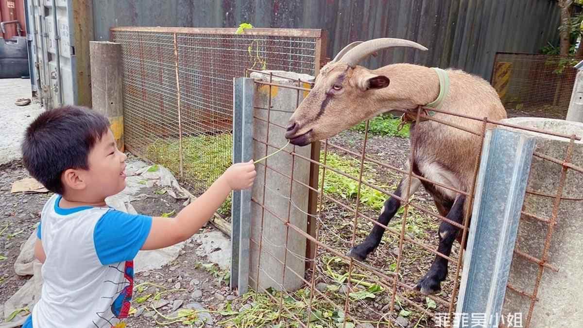 小朋友瘋了！宜蘭親子農場體驗挖地瓜、餵動物，還能吃有機蔬果餐、住特色涵管屋