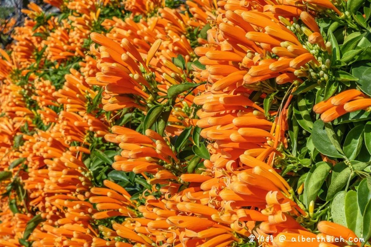 炮仗花都開好了！鶯歌公園3D彩繪階梯處處有驚喜，小孩瘋玩超高溜滑梯