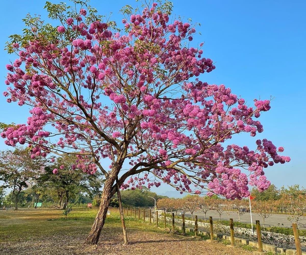 「粉色棉花糖」花海太仙！紫南宮上百棵「洋紅風鈴木」盛開，求財兼拍奇蹟美照