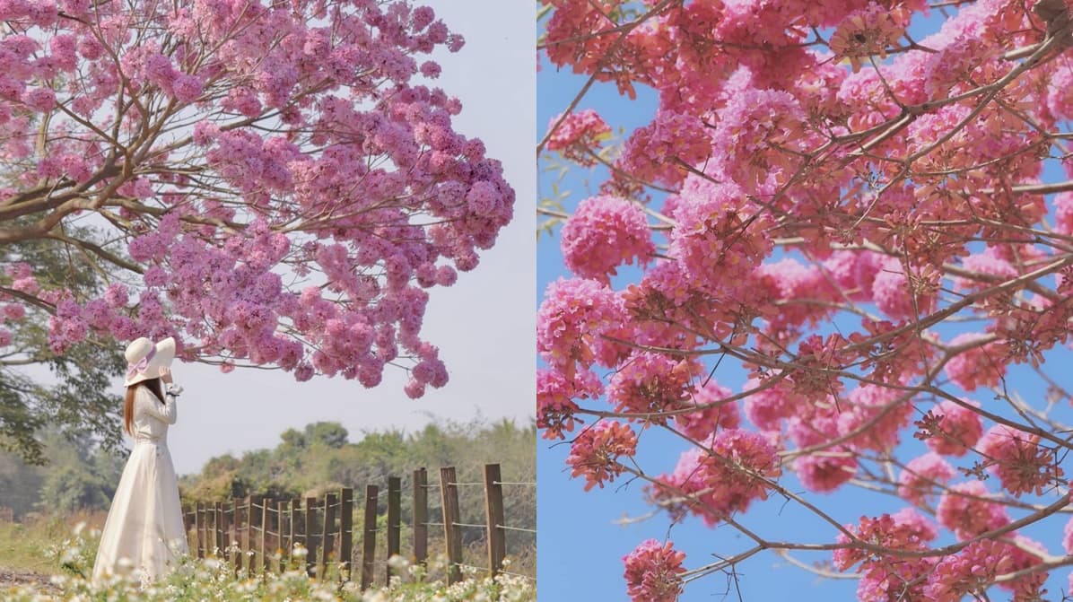 「粉色棉花糖」花海太仙！紫南宮上百棵「洋紅風鈴木」盛開，求財兼拍奇蹟美照