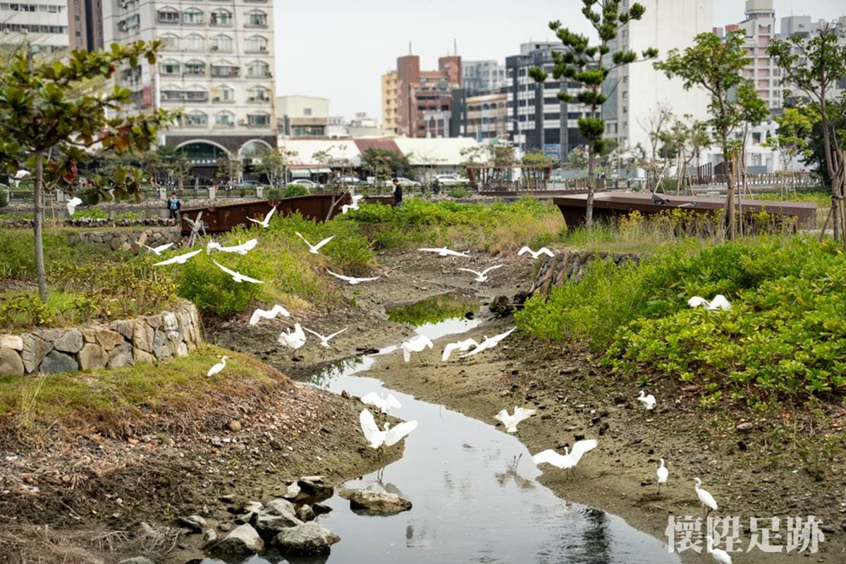 台南市中心最美生態公園！賞白鷺鷥群、談情說愛樹，順路玩親子最愛親水廣場