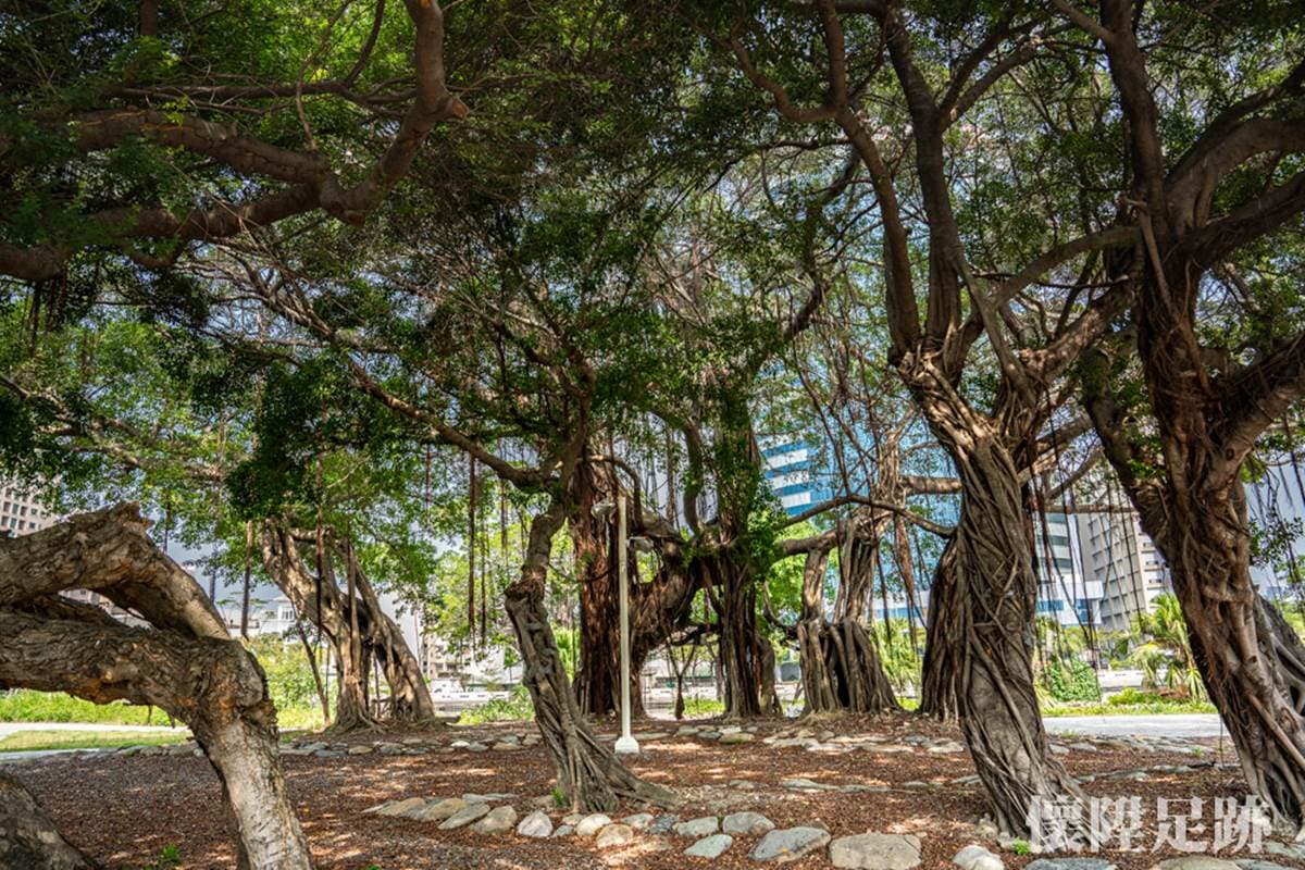 台南市中心最美生態公園！賞白鷺鷥群、談情說愛樹，順路玩親子最愛親水廣場