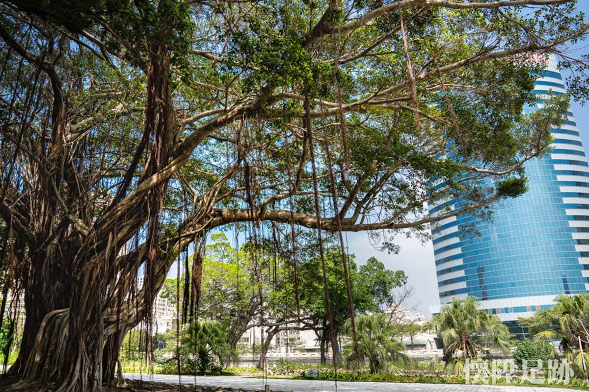 台南市中心最美生態公園！賞白鷺鷥群、談情說愛樹，順路玩親子最愛親水廣場