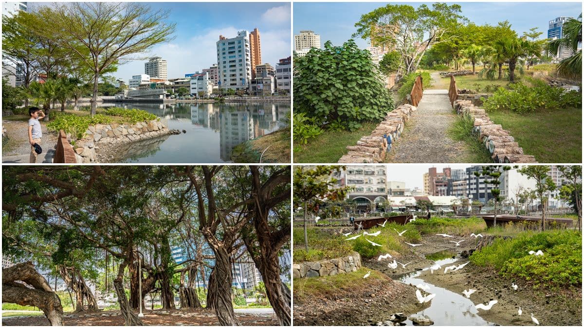 台南市中心最美生態公園!賞白鷺鷥群、談情說愛樹,順路玩親子最愛親水廣場