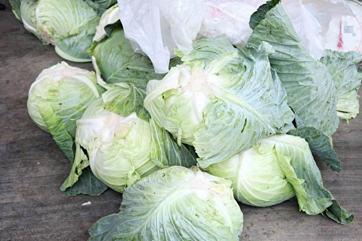 CP值超高！台中「10元水煎包」吃得到滿滿高麗菜，老闆大推韭菜包要配甜辣醬