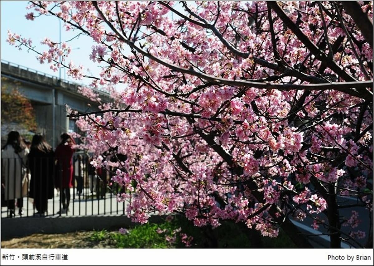 遛小孩也能當網美!新竹河濱公園打卡櫻花自行車道,還能免費玩全新滑步車場 遛小孩也能當網美!新竹河濱公園打卡櫻花自行車道,還能免費玩全新滑步車場