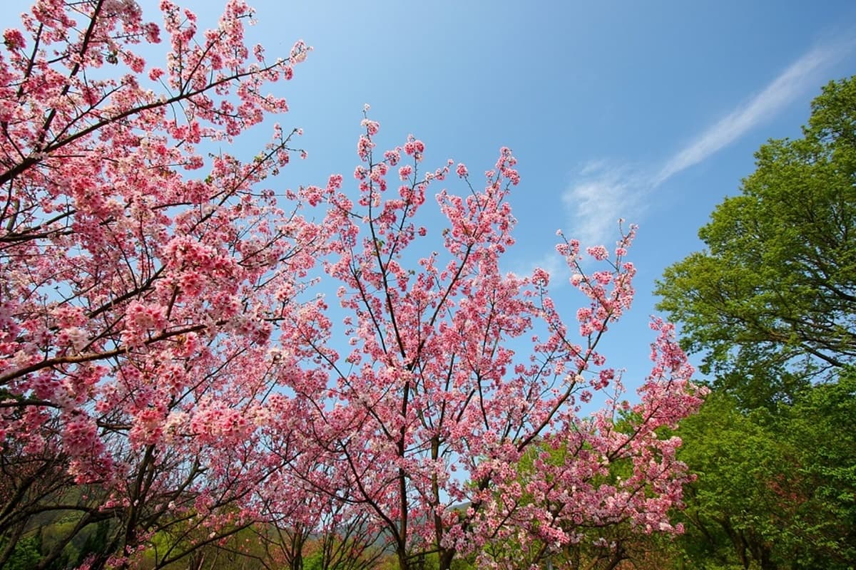 全台5大「馬卡龍色」賞花打卡點！粉色櫻花海、藍紫藤花，還有「蒂芬妮藍」水庫這裡拍