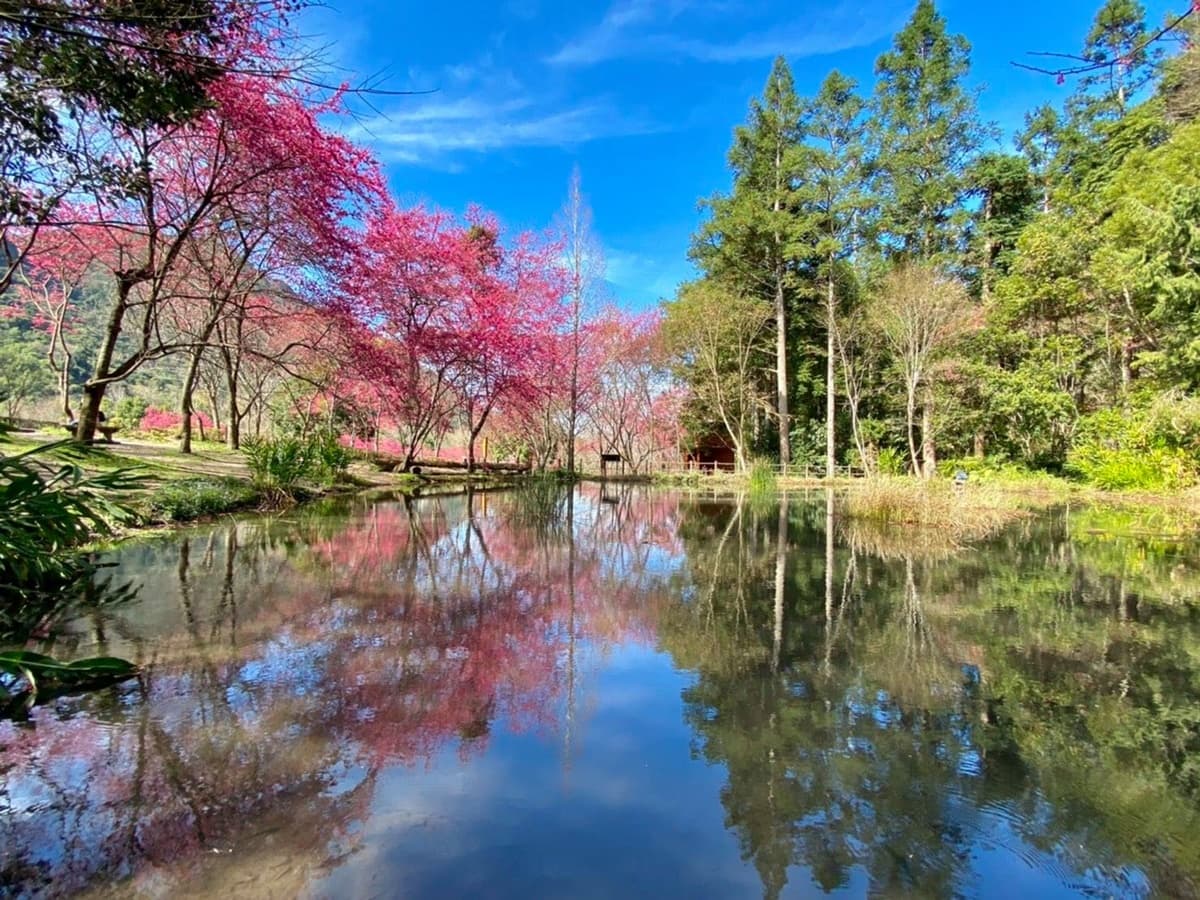 全台5大「馬卡龍色」賞花打卡點！粉色櫻花海、藍紫藤花，還有「蒂芬妮藍」水庫這裡拍