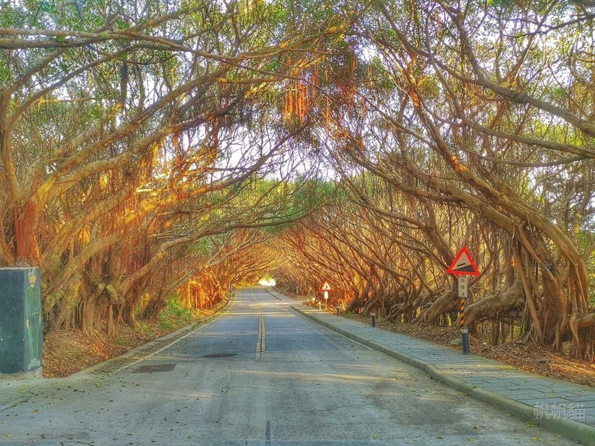 有容路綠色隧道