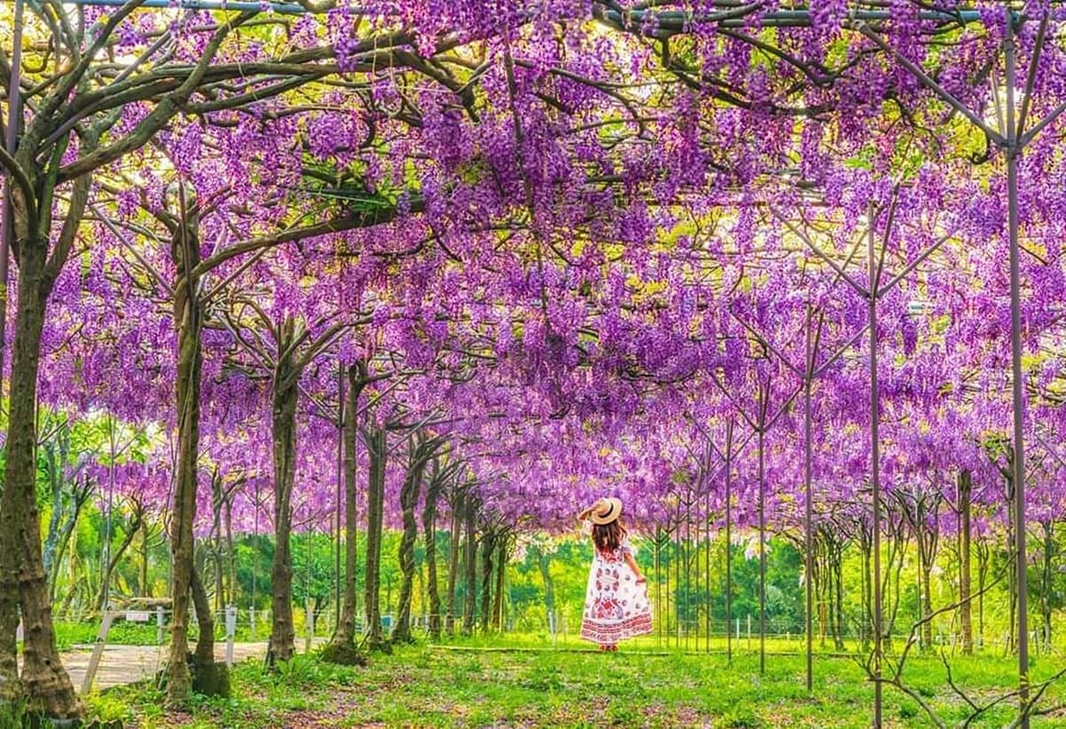 IG瘋打卡！北中南10大仙氣花海：彩色海芋田、萬坪紫藤園、繡球步道