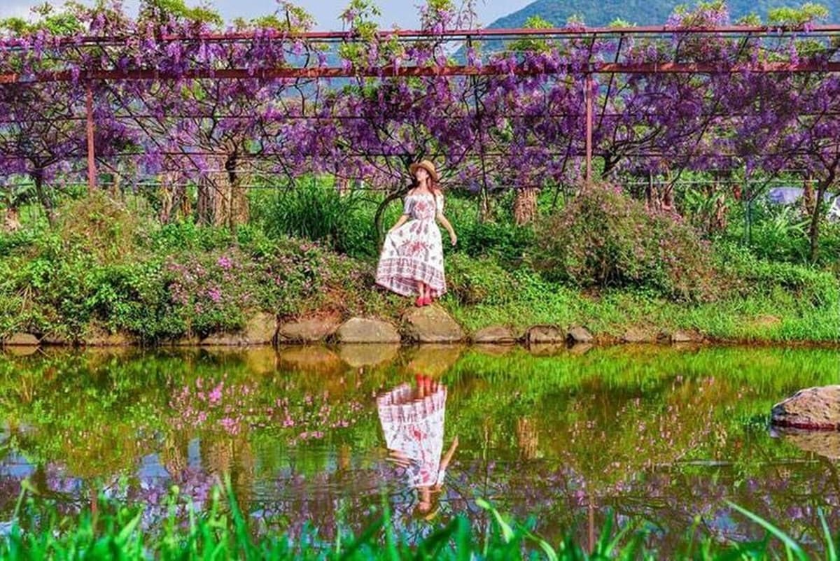 3/13搶先開放！全台最大「萬坪紫藤花園」在這，夢幻紫藤步道、摩艾石像限時拍