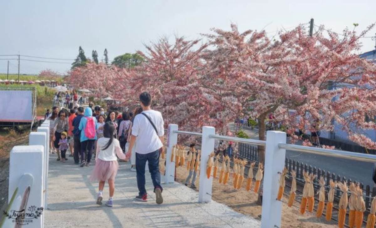 台南夢幻粉紅步道！成排花旗木+鐵道超美拍，還能順遊胡麻迷宮、波斯菊花田
