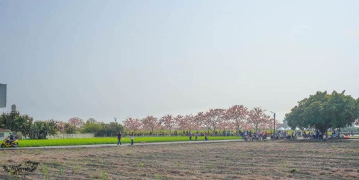 台南夢幻粉紅步道！成排花旗木+鐵道超美拍，還能順遊胡麻迷宮、波斯菊花田