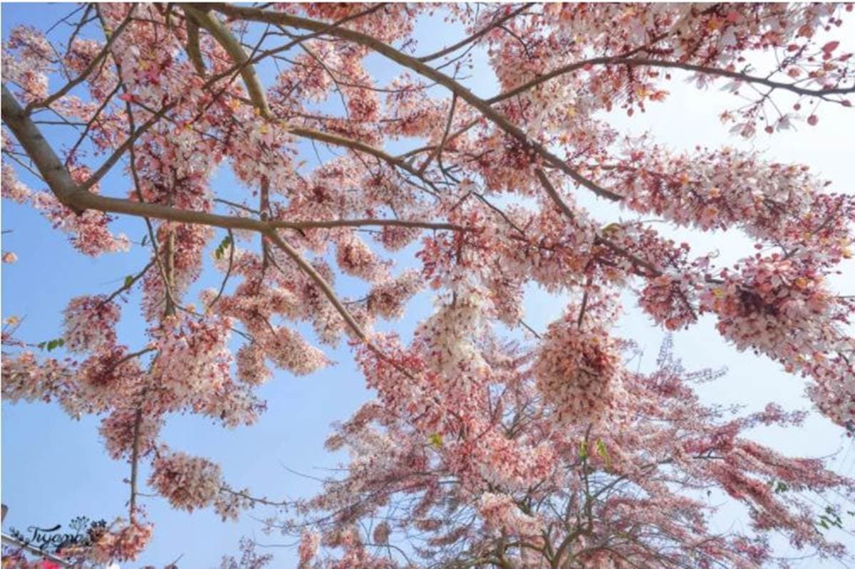 台南夢幻粉紅步道！成排花旗木+鐵道超美拍，還能順遊胡麻迷宮、波斯菊花田