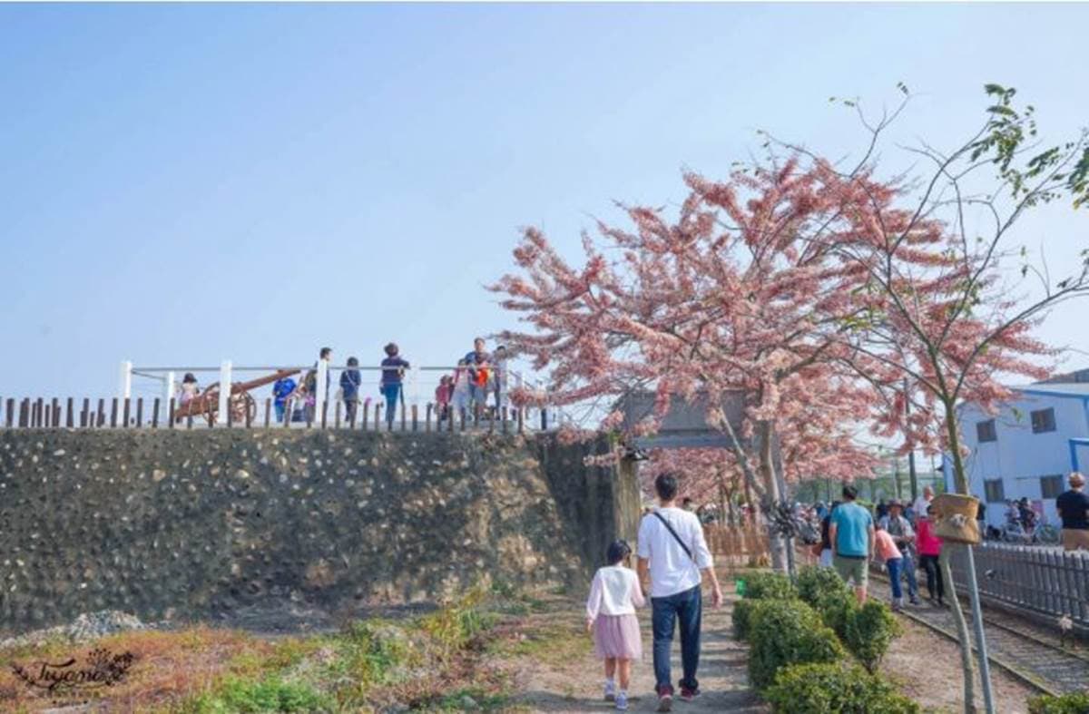 台南夢幻粉紅步道！成排花旗木+鐵道超美拍，還能順遊胡麻迷宮、波斯菊花田