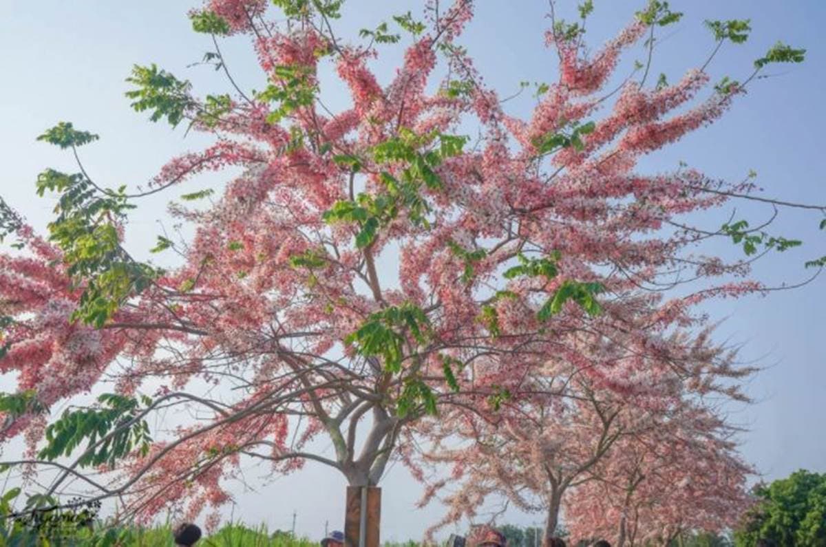 台南夢幻粉紅步道！成排花旗木+鐵道超美拍，還能順遊胡麻迷宮、波斯菊花田