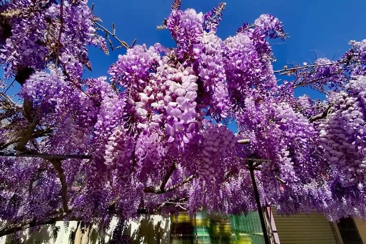 「紫藤花瀑」夢幻爆棚！台中紫藤花爆開一路到４月中旬，４大賞花地點＋蘋果屋一次看