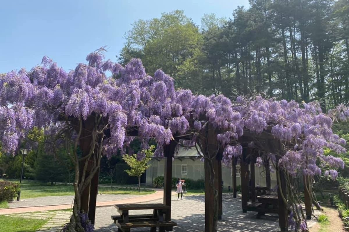 「紫藤花瀑」夢幻爆棚！台中紫藤花爆開一路到４月中旬，４大賞花地點＋蘋果屋一次看