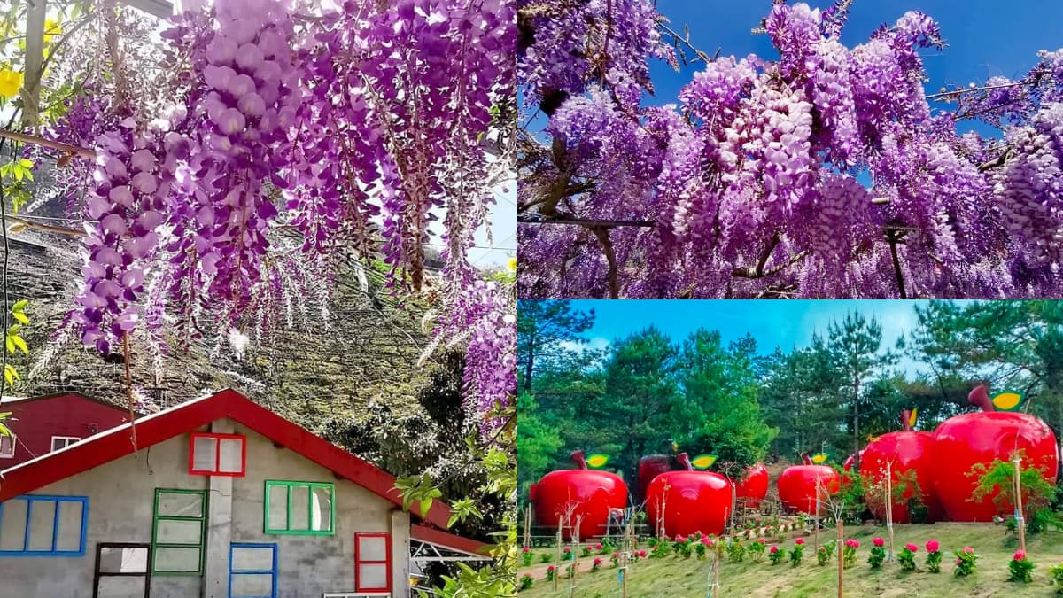 「紫藤花瀑」夢幻爆棚！台中紫藤花爆開一路到４月中旬，４大賞花地點＋蘋果屋一次看
