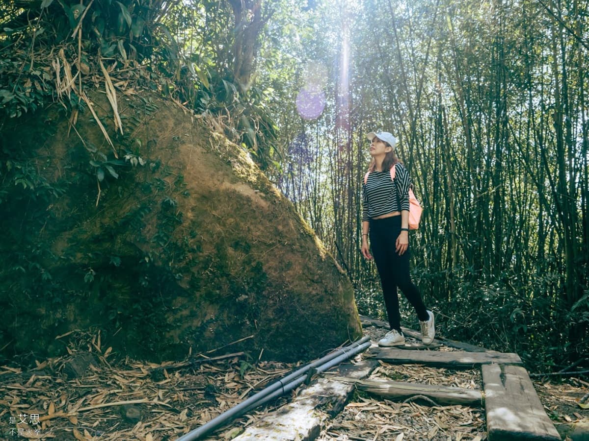 阿里山超Chill祕境!1公里親山步道可賞雲瀑、走竹林,還能拍最美茶園 阿里山超Chill祕境!1公里親山步道可賞雲瀑、走竹林,還能拍最美茶園