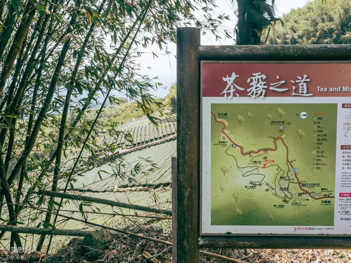 阿里山超Chill祕境!1公里親山步道可賞雲瀑、走竹林,還能拍最美茶園 阿里山超Chill祕境!1公里親山步道可賞雲瀑、走竹林,還能拍最美茶園