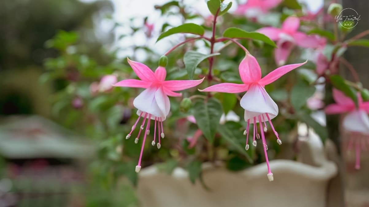 免費賞花點+1！小木屋前美拍「蝶舞花海」好夢幻，小綠龍造型植栽也可愛