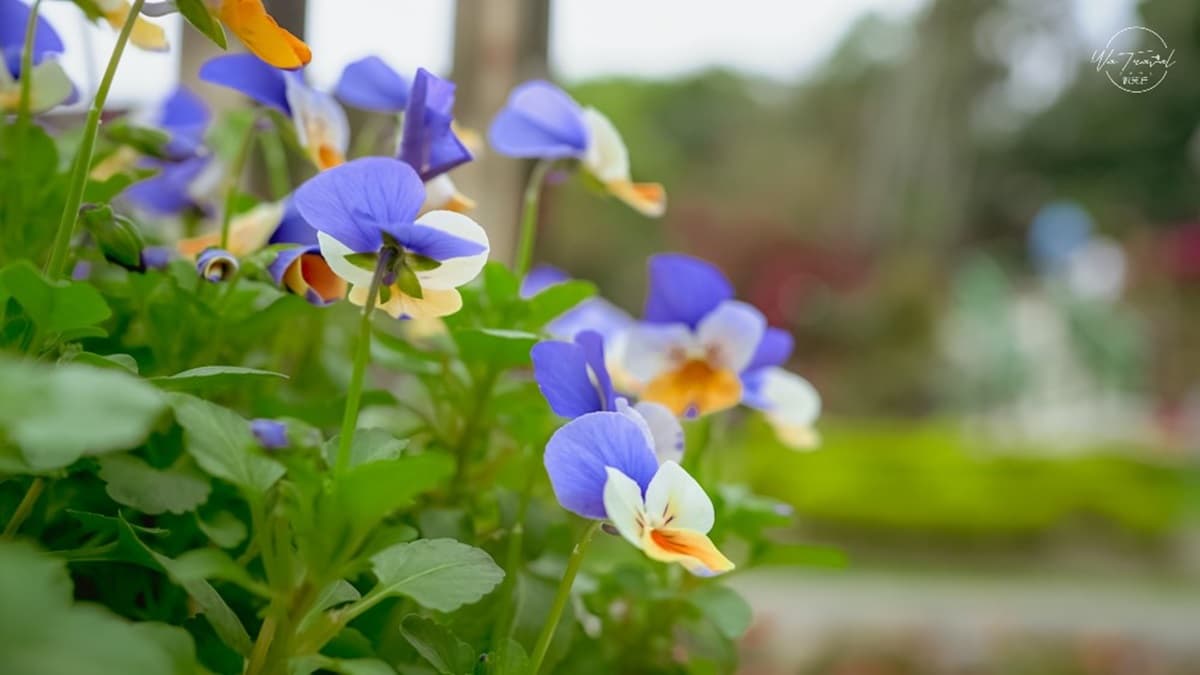 免費賞花點+1！小木屋前美拍「蝶舞花海」好夢幻，小綠龍造型植栽也可愛
