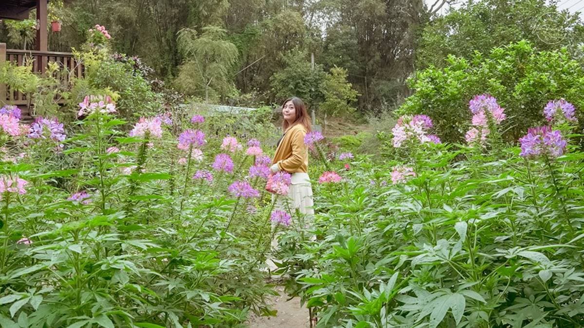 免費賞花點+1！小木屋前美拍「蝶舞花海」好夢幻，小綠龍造型植栽也可愛