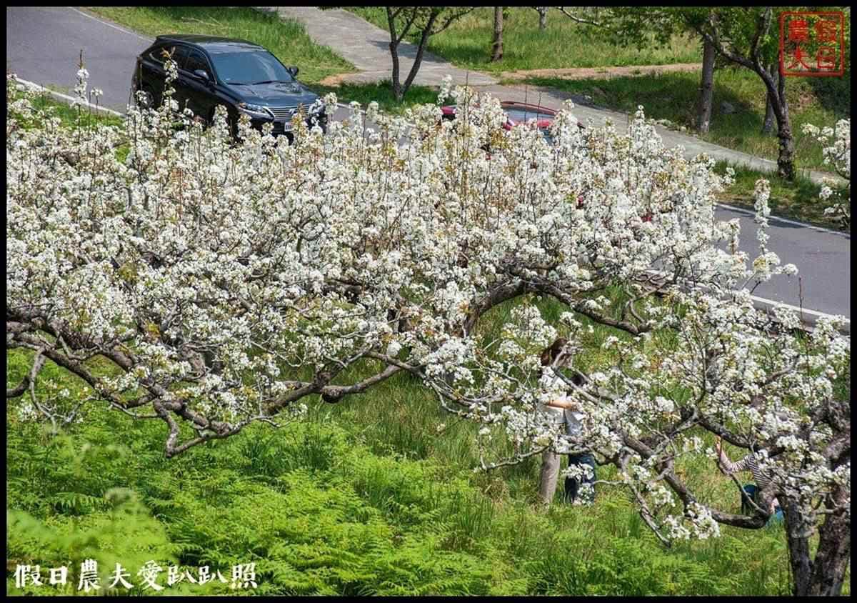 夢幻白藤花也開了！武陵農場「爆棚紫藤」、稀奇蘋果花一次追，還能夜拍絕美星軌