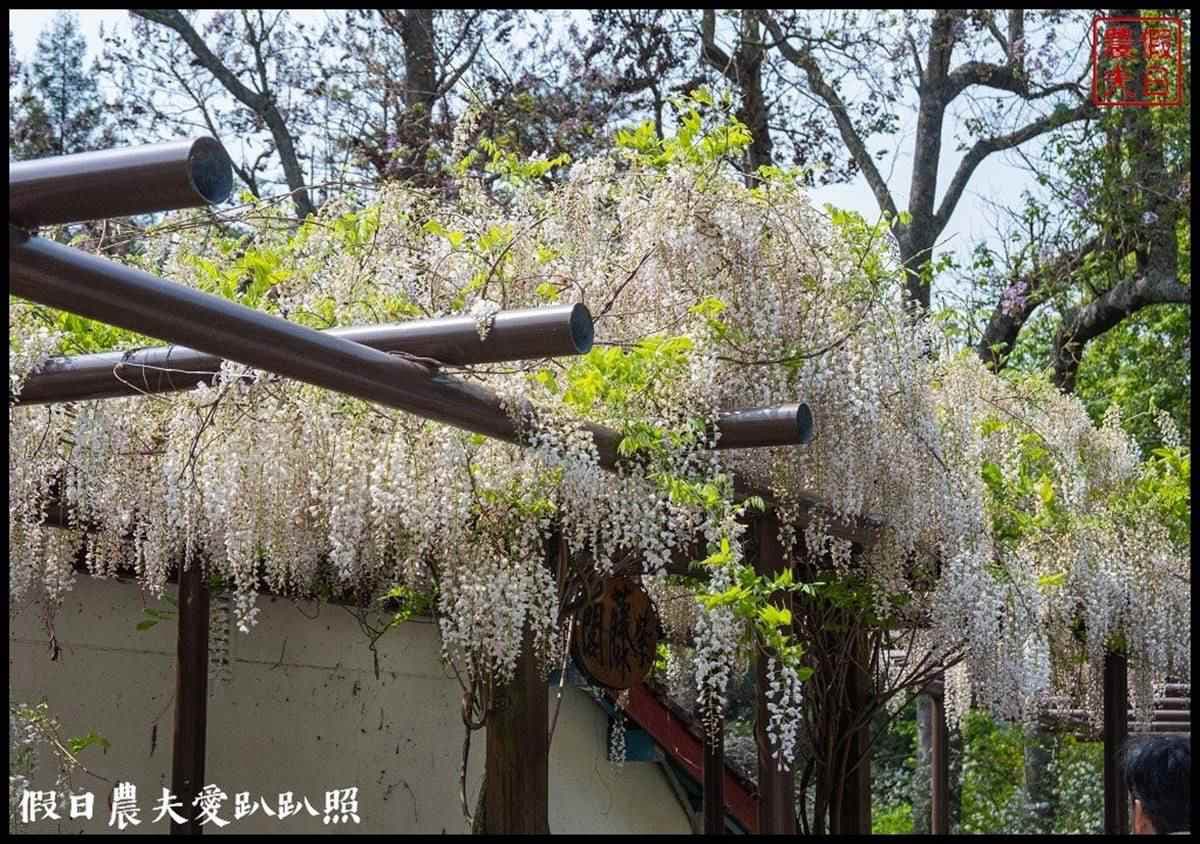 夢幻白藤花也開了！武陵農場「爆棚紫藤」、稀奇蘋果花一次追，還能夜拍絕美星軌