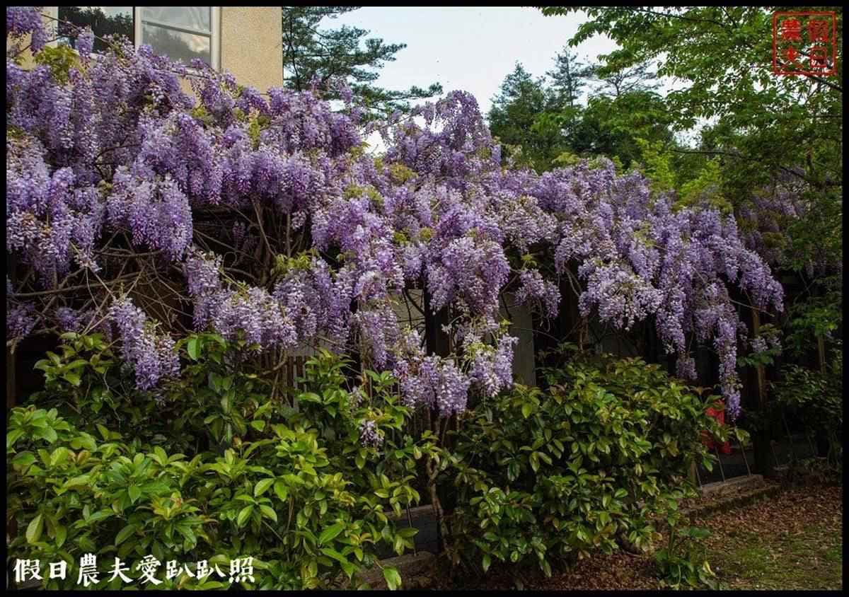 夢幻白藤花也開了！武陵農場「爆棚紫藤」、稀奇蘋果花一次追，還能夜拍絕美星軌