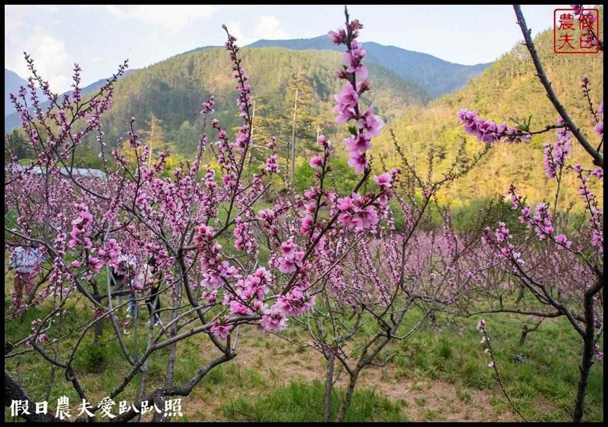 夢幻白藤花也開了！武陵農場「爆棚紫藤」、稀奇蘋果花一次追，還能夜拍絕美星軌
