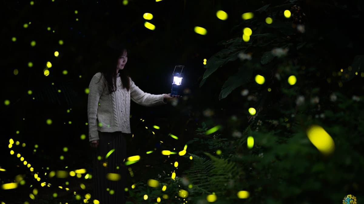 今年不要再錯過！北中南８處美拍賞螢祕境，第８處還能看到滿天銀河