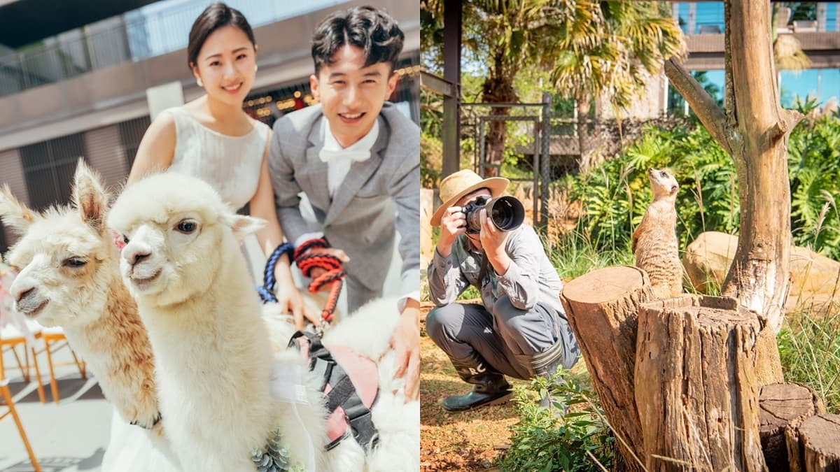 動物控注意！２大旅宿免費互動水豚君、羊駝和狐獴，IG好友滿千人可報名「免費入住」