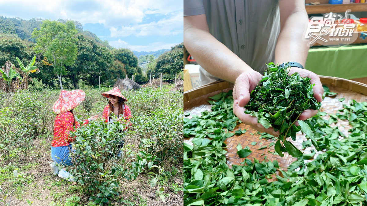 玩到不想回家!南投3大親子體驗行程:DIY巧克力棒棒糖、體驗採茶、採茭白筍 玩到不想回家!南投3大親子體驗行程:DIY巧克力棒棒糖、體驗採茶、採茭白筍