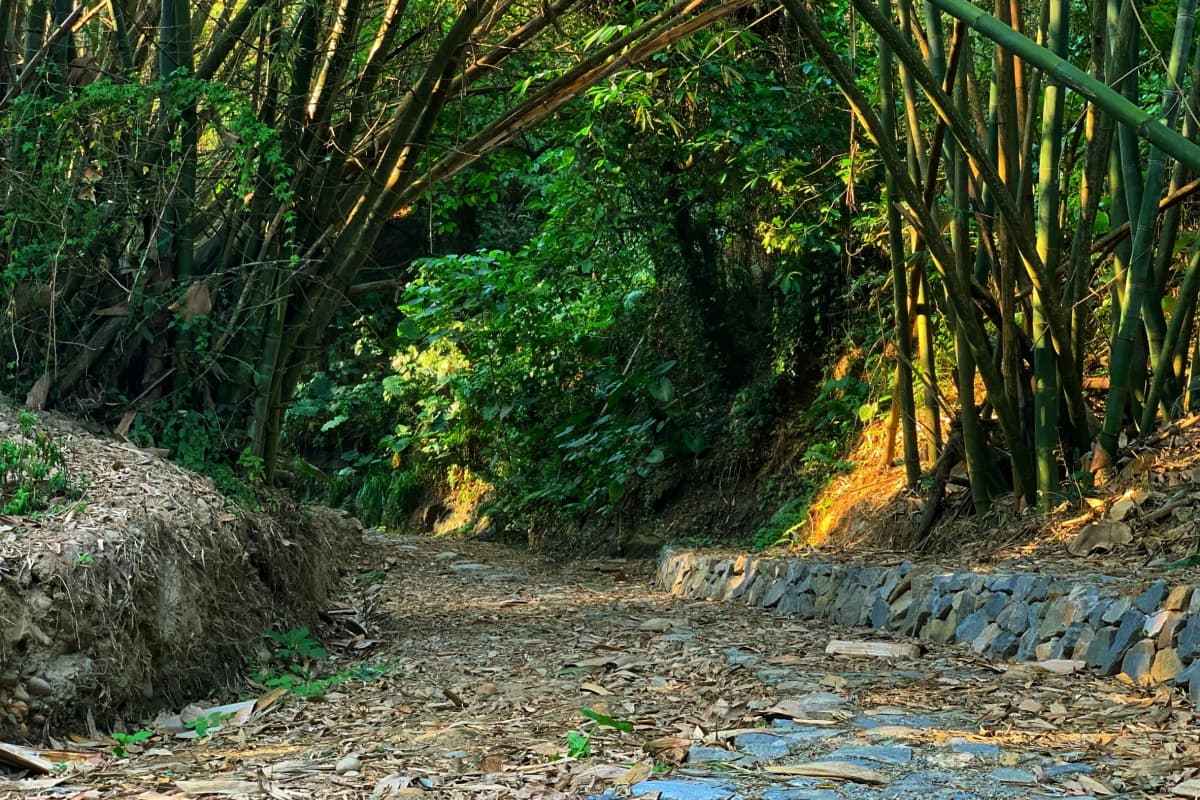 親子出遊先存好！彰化「石牌坑生態步道」豐富生態超吸睛，還可順遊八卦山、四面佛寺