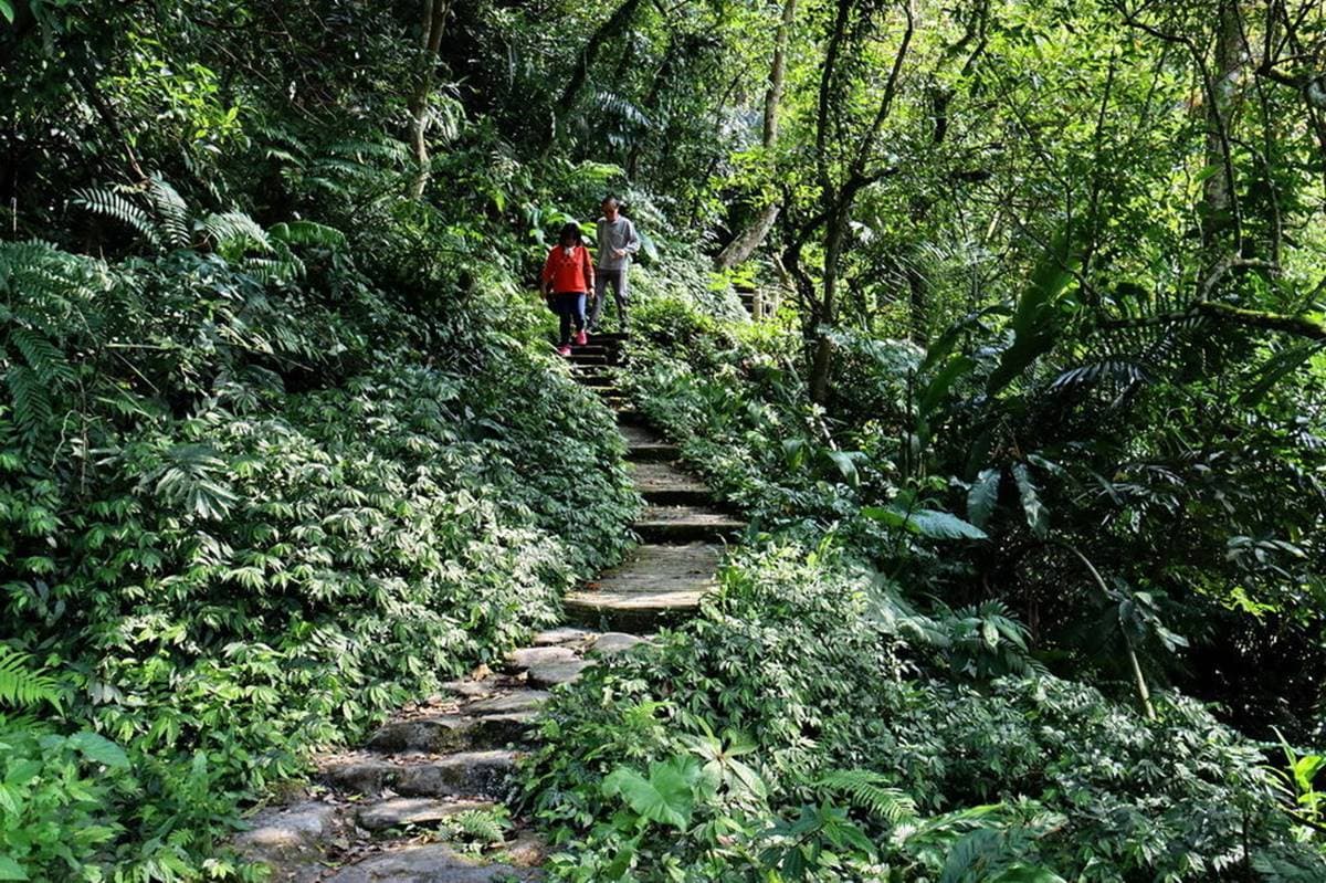 消暑祕境再+1!20分鐘「叢林步道」可賞瀑布、蕨類生態,還能走「輪胎小道」看美景 消暑祕境再+1!20分鐘「叢林步道」可賞瀑布、蕨類生態,還能走「輪胎小道」看美景