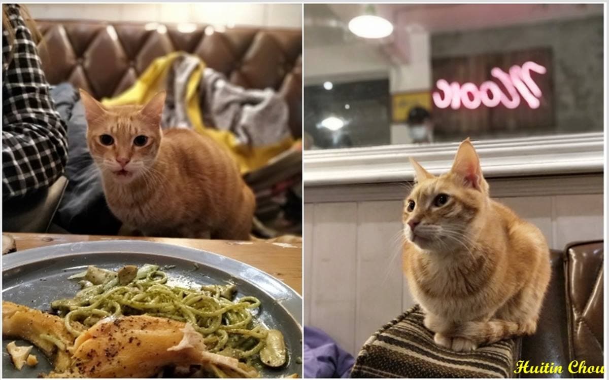 店貓店狗陪吃！隱藏版「老宅餐酒館」打卡必拍復古風擺設，先嗑大塊鮭魚青醬麵