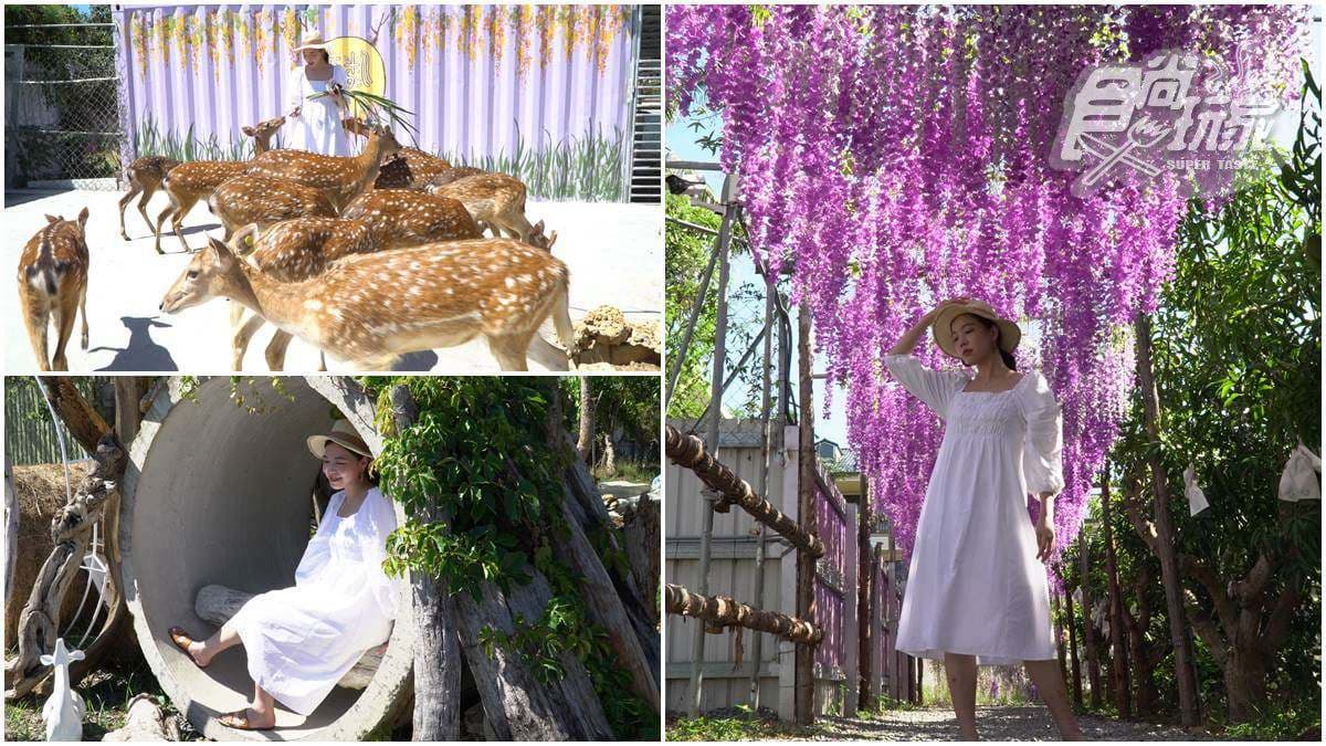 水水打卡囉！夢幻「梅花鹿園區」近距離餵食超萌小鹿，還能美拍紫藤花、芒果樹步道