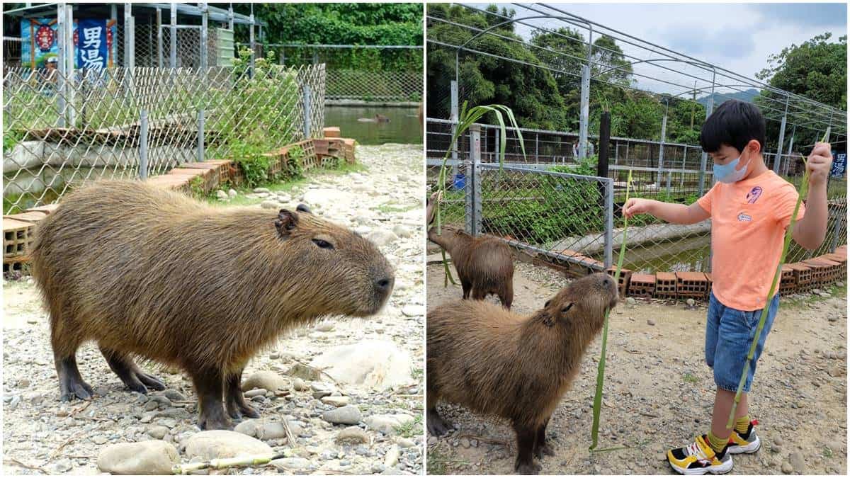 親子出遊首選！桃園生態農場餵食超萌「水豚君」，還有小孩最愛釣蝦區