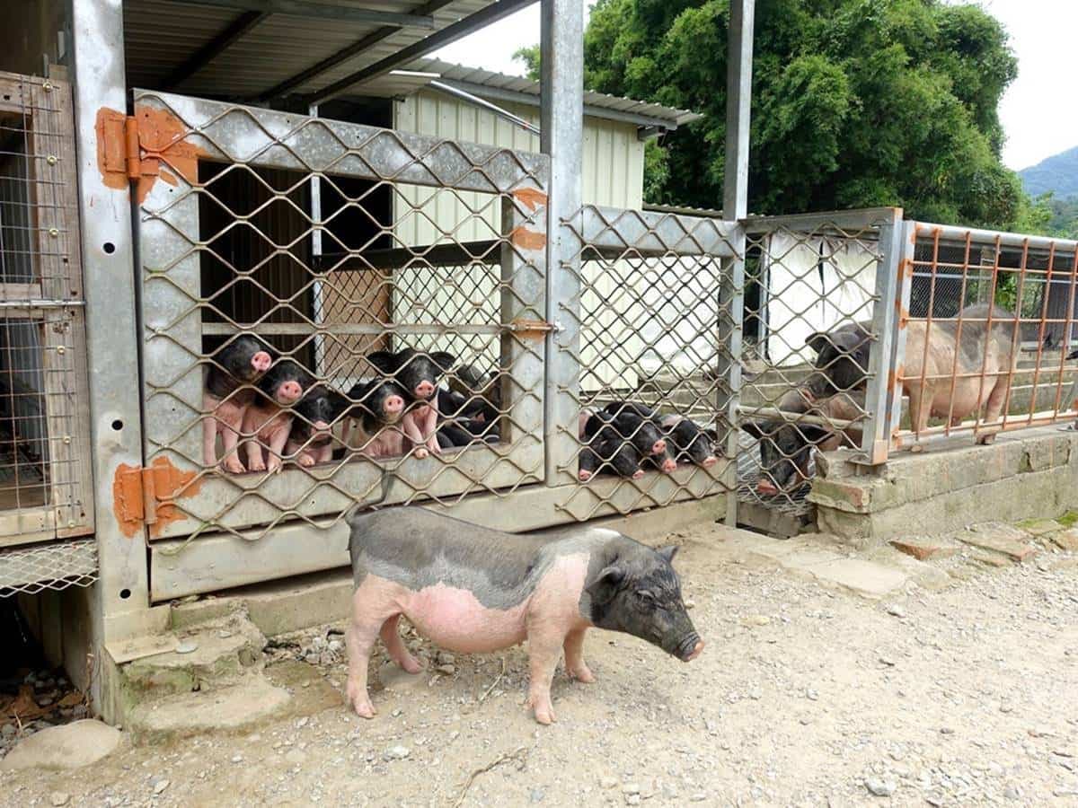 親子出遊首選！桃園生態農場餵食超萌「水豚君」，還有小孩最愛釣蝦區