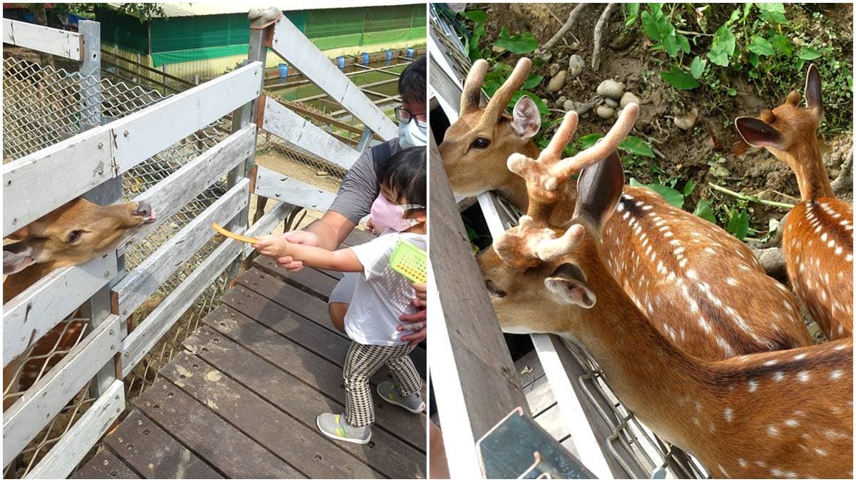 親子出遊首選！桃園生態農場餵食超萌「水豚君」，還有小孩最愛釣蝦區