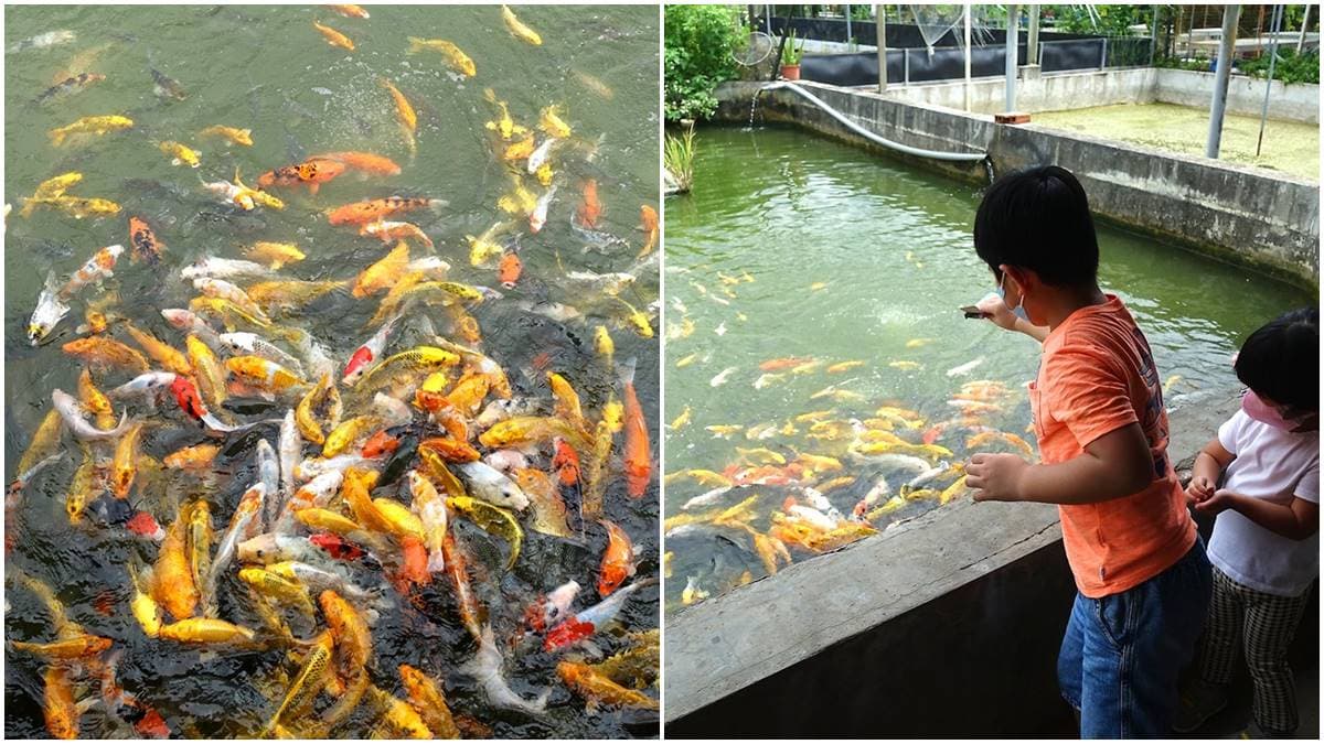 親子出遊首選！桃園生態農場餵食超萌「水豚君」，還有小孩最愛釣蝦區