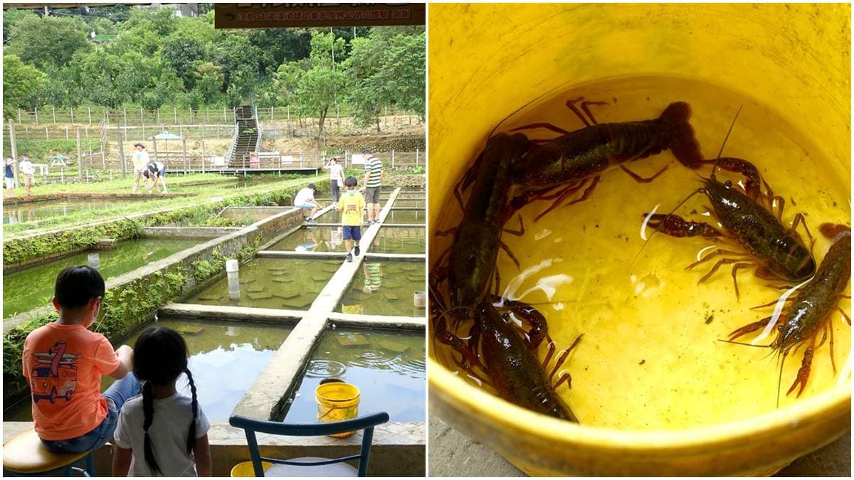 親子出遊首選！桃園生態農場餵食超萌「水豚君」，還有小孩最愛釣蝦區