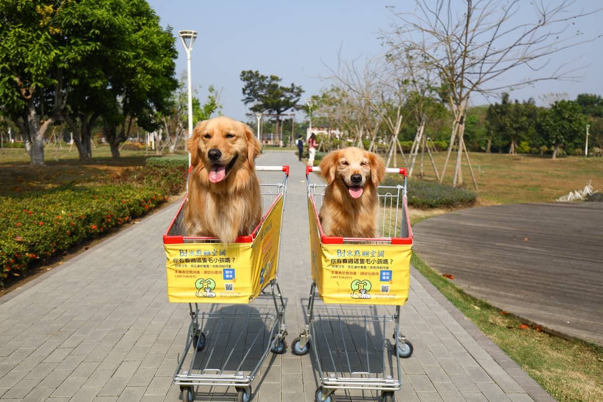 帶毛孩出遊首選！台南「水道博物館」有寵物專屬公園，還能打卡百年水管古蹟